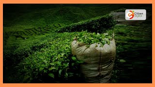 Tea farmers hold election to choose new board members [upl. by Zacarias]