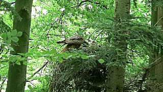 Rotmilan füttert Junges  Kite feeding its nestling [upl. by Yesnik]