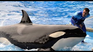 SeaWorld Killer Whale Trainer Responds to quotBlackfishquot [upl. by Deckert496]