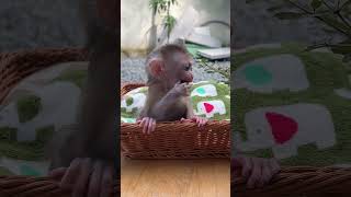 A baby monkey is playing a treemonkey animals monkeys wildlife nature animal [upl. by Dituri13]