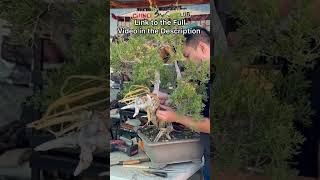 EXTREME Bending California Juniper bonsai simplicitybonsai bonsaistyling juniper bonsaitree [upl. by Gerhard]