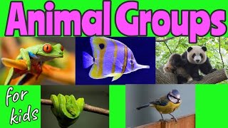 ANIMAL Groups  Animal Classification for kids 🐼🐍🐦🐠🐸  Miss Ellis animalclassification [upl. by Anyar962]