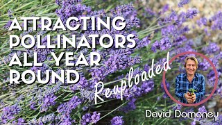 How to attract pollinators to your garden all year round  reuploaded [upl. by Chafee]