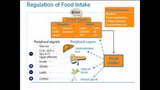 Strategies for Obesity Management [upl. by Anyotal]