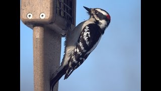 Downy Woodpecker DrummingPecking Fast in Central Park Ramble [upl. by Beattie]