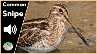 Common Snipe  Sounds [upl. by Darahs]