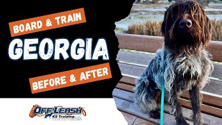 Wirehaired Pointing Griffon 1 yo quotGeorgiaquot  Incredible Griffon Obedience Training  Spokane [upl. by Leasa]