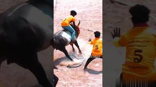 jallikattu vadamanjuvirattu bull 2024 shorts love verithanam horseracing sports [upl. by Levania]