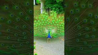 peacock peacockdance nature beautiful yadavmahadev reels viralvideo shorts trending cute [upl. by Aydiv523]