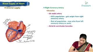 11 Blood Supply of Heart  Anatomy of Thorax  MBBS Lecture [upl. by Arodaeht]