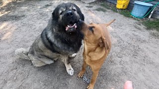 Boerboel X Rottweiler Mix Puppy Meets Massive Tsavo caucasianshepherd boerboel [upl. by Etteraj]