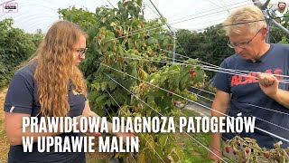 Prawidłowa diagnoza patogenów w uprawie malin  dlaczego taka ważna [upl. by Gertrud88]