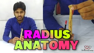 Radius bone anatomy in bangla [upl. by Sharona]