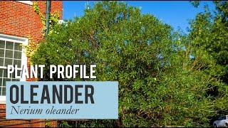 Nerium Oleander Plant Profile [upl. by Arba501]