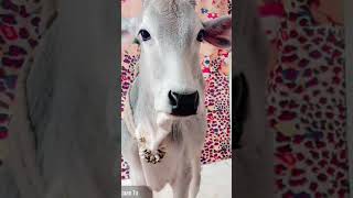 Cute cow 🥰🥰🥰🥰☺️☺️☺️☺️ [upl. by Tade]