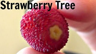 Strawberry Tree Fruit Review Arbutus Unedo  Weird Fruit Explorer  Ep 71 [upl. by Nnylylloh]