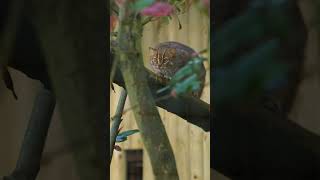 🥰 Our newest arrival Kuda the Sri Lankan rusty spotted cat is getting braver by the day cats [upl. by Travax808]