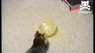 Kitten squeezes inside hamster ball [upl. by Elleunamme952]