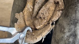 MUST WATCH Broken COFFIN BONE transformation [upl. by Rakel658]