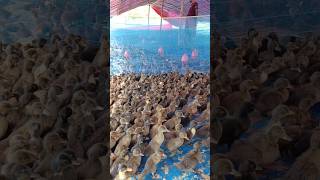 Rearing of newly hatched ducklings ducklings shorts [upl. by Cordelie877]