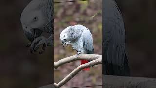 MindBlowing Facts About African Grey Parrots You Didnt Know [upl. by Lonnard]