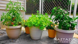 HOW to GARDEN for BEGINNERS using CONTAINERS  CONTAINER GARDENING Urban Rooftop Porch Patio Balcony [upl. by Nitsur]