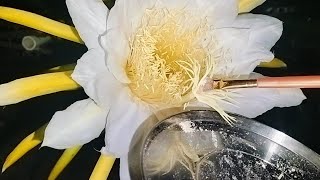 how to hand pollinate dragon fruit for better fruiting [upl. by Nibuz868]