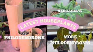 Newest Rare Plant Additions 🌿🪴 Biggest Houseplant Haul of 2024 Plants Im loving right now🎋 [upl. by Gausman812]