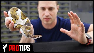 How to Handle an quotAggressivequot Ball Python [upl. by Oaks]