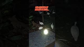 Halloween 🤡 mccoyhomestead homestead farm pigeon guineafowl chicken goose halloween pov [upl. by Acirre]