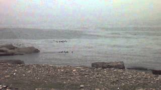 Feeding dolphins or porpoises July 312013 [upl. by Alexia370]