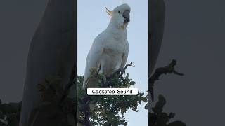 Cockatoo Bird Sound in the Wild [upl. by Leede]