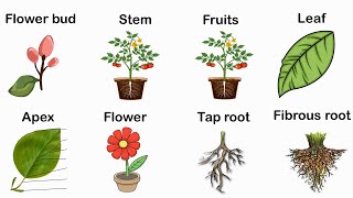 Parts of the plant  Plant parts English vocabulary  Learn English  Beginners [upl. by Wailoo372]