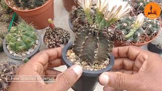 ඔයාල ලගත් තියෙන Gymnocalycium ගැන මේ කරුණු දන්නවද Care guide for Gymnocalycium part 01 [upl. by Enivid651]