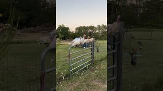 Turkeys roosting on the fence for the evening [upl. by Jenine]