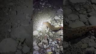 Mudpuppy mudpuppy salamander big nightfishing shorts shortsfeed shortsvideo fy fyp foryou [upl. by Beyer]