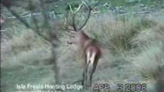 Red Stag Hunt at Isla Fresia Chile [upl. by Gnilrad]