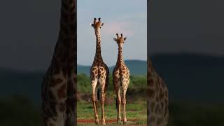 Five interesting facts about giraffes [upl. by Odicalp]