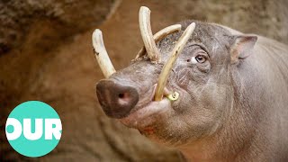 How Modern Medicine Is Helping The Rare Babirusa  Extraordinary Animals  Our World [upl. by Rosalinde]