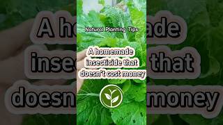 A homemade insecticide that doesn’t cost money plants shortvideo garden youtubeshorts howto [upl. by Onairotciv210]