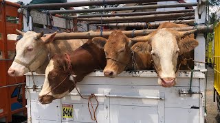 funny cow unloading from truck at the marketcow sound videos for kidsbig cowfunny animal [upl. by Wiener]