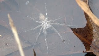 ICE FISHERMANS CHILLING SPIDER SIGHTING [upl. by Hedley]