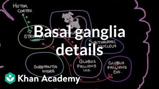 The basal ganglia  Details of the indirect pathway  NCLEXRN  Khan Academy [upl. by Ecirbaf]