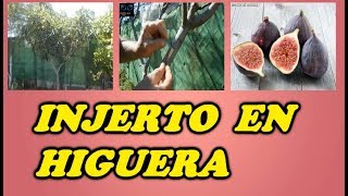 Injerto en una Higuera  Todo Huerta y Jardín [upl. by Maretz]