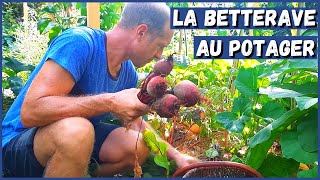 RÉUSSIR LA BETTERAVE AU POTAGER [upl. by Ande]