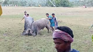 Saheb murmu mohulbona jojo tola VS Lukhiram tudu Hesak ghutu  kada ropok Banjirli littipara [upl. by Vaden103]