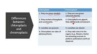 Differences between chloroplasts and chromoplasts  chloroplasts and chromoplasts class 9 [upl. by Dnalyag41]