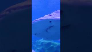 VGP universal kingdom chennai themepark vgpmarinekingdom shark shorts underwater fish [upl. by Inva]