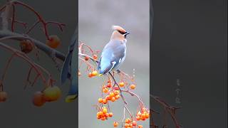 the japanese waxwing birds shorts [upl. by Dnumyar]