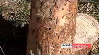 Pine Wilt Disease [upl. by Seaton]